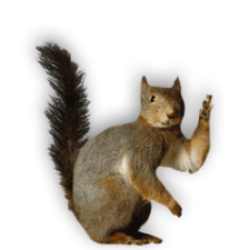 Fourth Wall Jobs welcome squirrel mascot